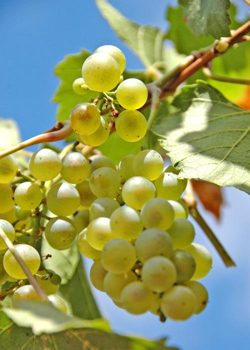 Wineries celebrate record-breaking harvest