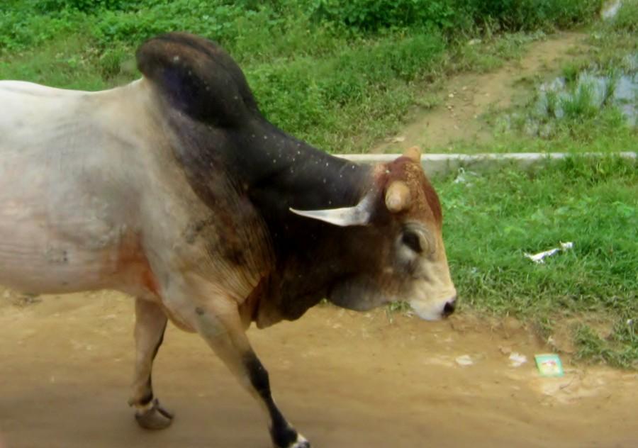 A cow on a street in Jaipur
