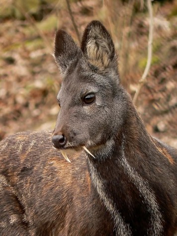 The Fanged-Deer Returns