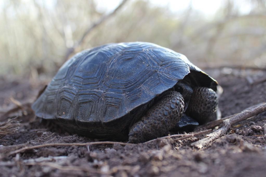 Galapagos Tortoise Babies – Whitman Wire