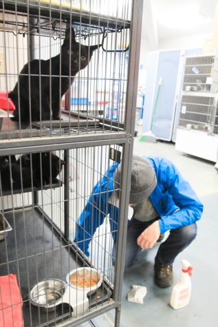 Volunteer at the Blue Mountain Humane Society scrubs the floor as a kitten looks on quizzically. 