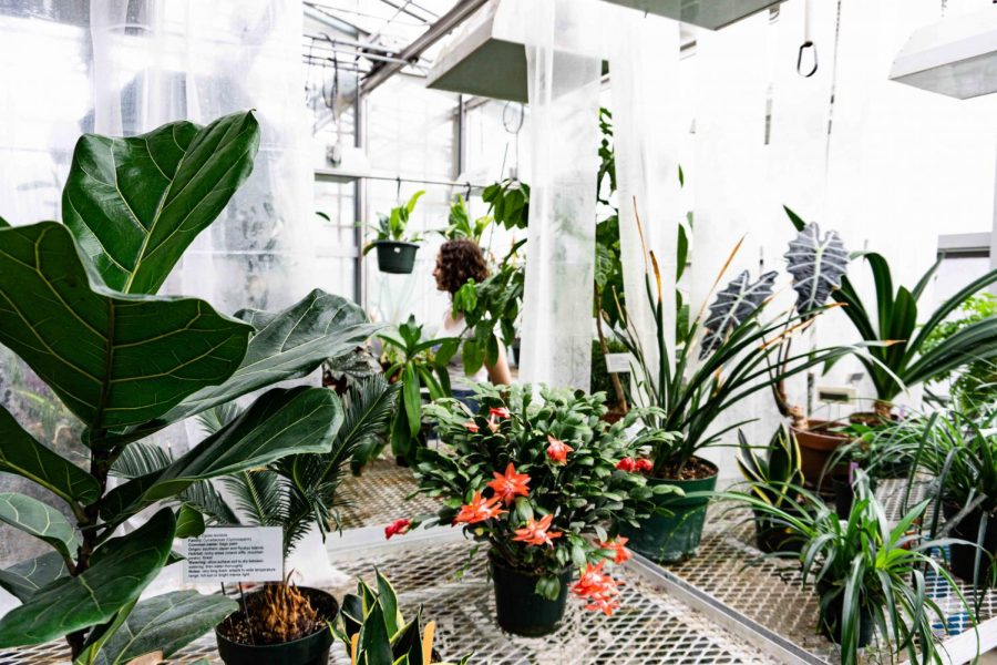 The+greenhouse+open+house%2C+which+occurred+on+Feb.+7%2C+was+curated+by+biology+students+and+professors+with+the+intent+to+display+the+educational+importance+of+the+greenhouse.+Photos+by+Amara+Garibyan