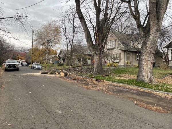 City of Walla Walla responds to fallen branch on Valencia Street